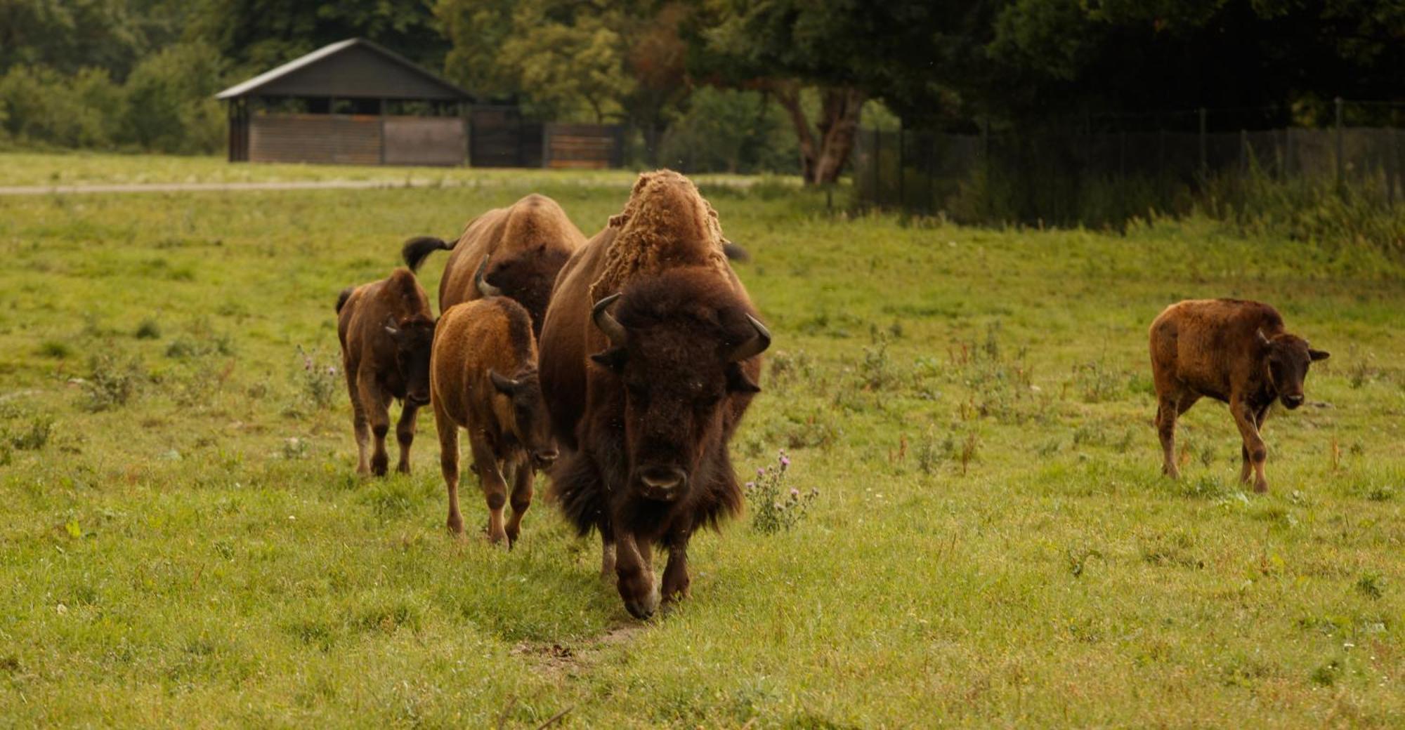 מלון מריבו Knuthenborg Safaripark מראה חיצוני תמונה