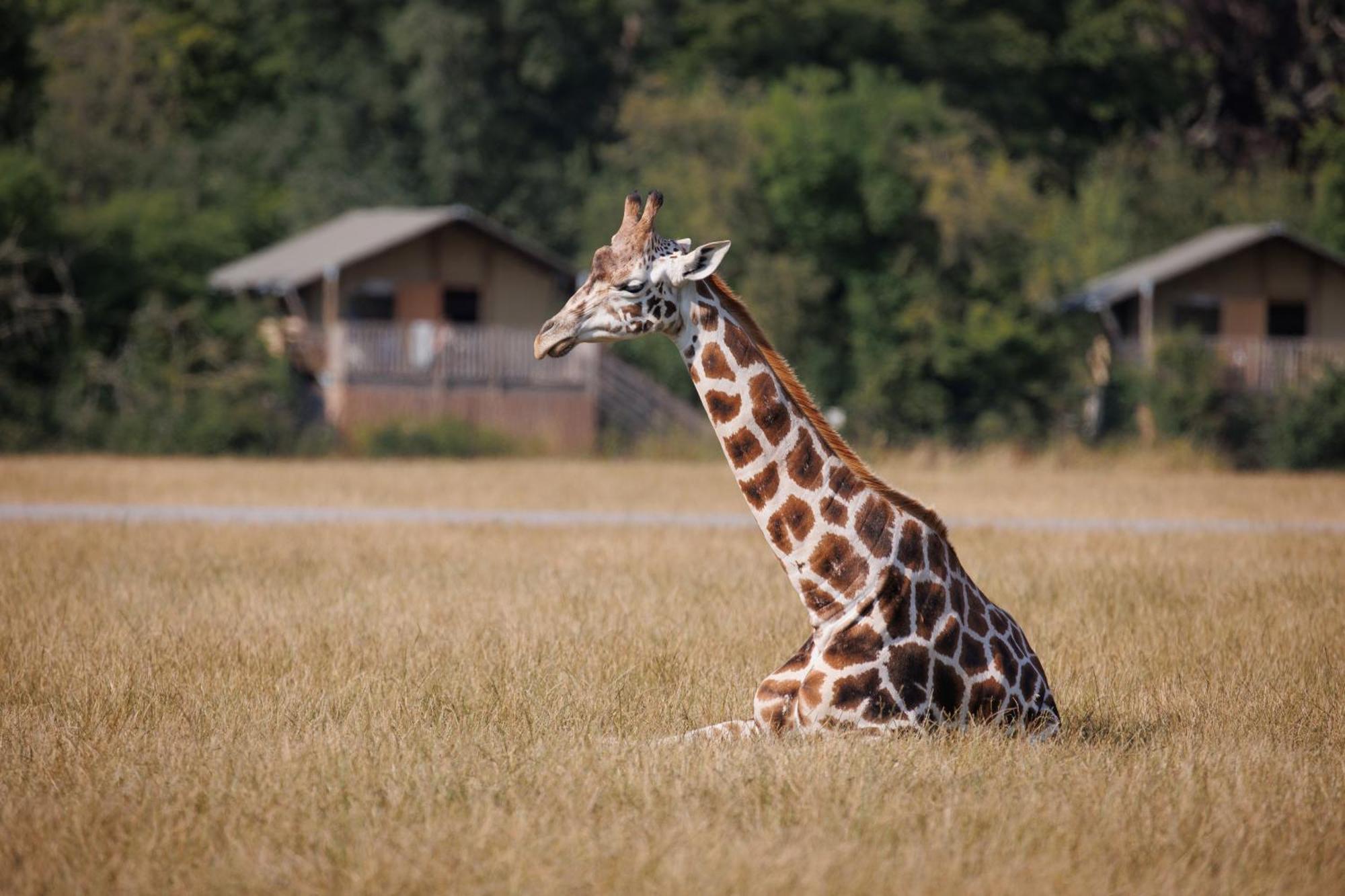 מלון מריבו Knuthenborg Safaripark מראה חיצוני תמונה