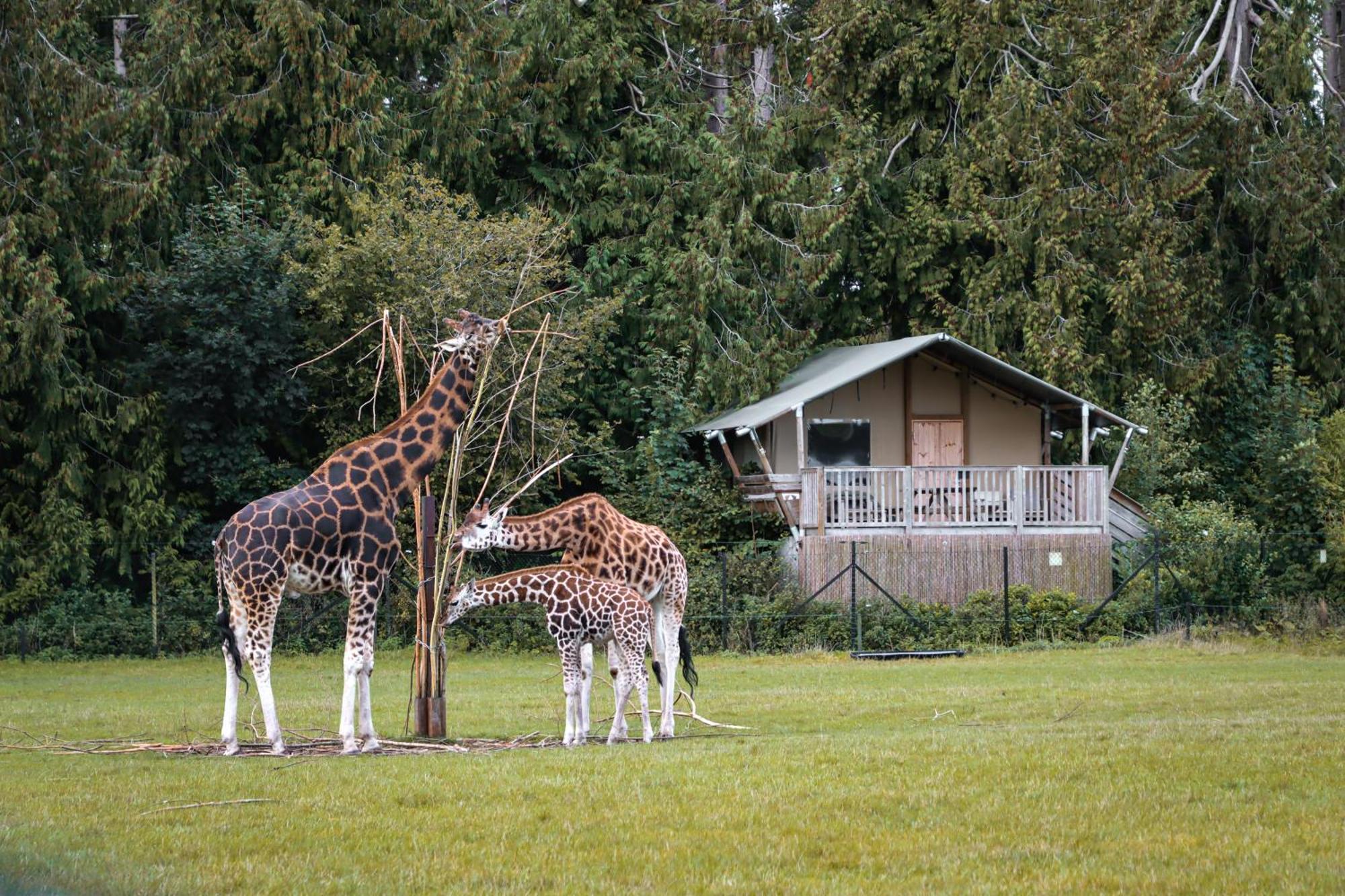 מלון מריבו Knuthenborg Safaripark מראה חיצוני תמונה