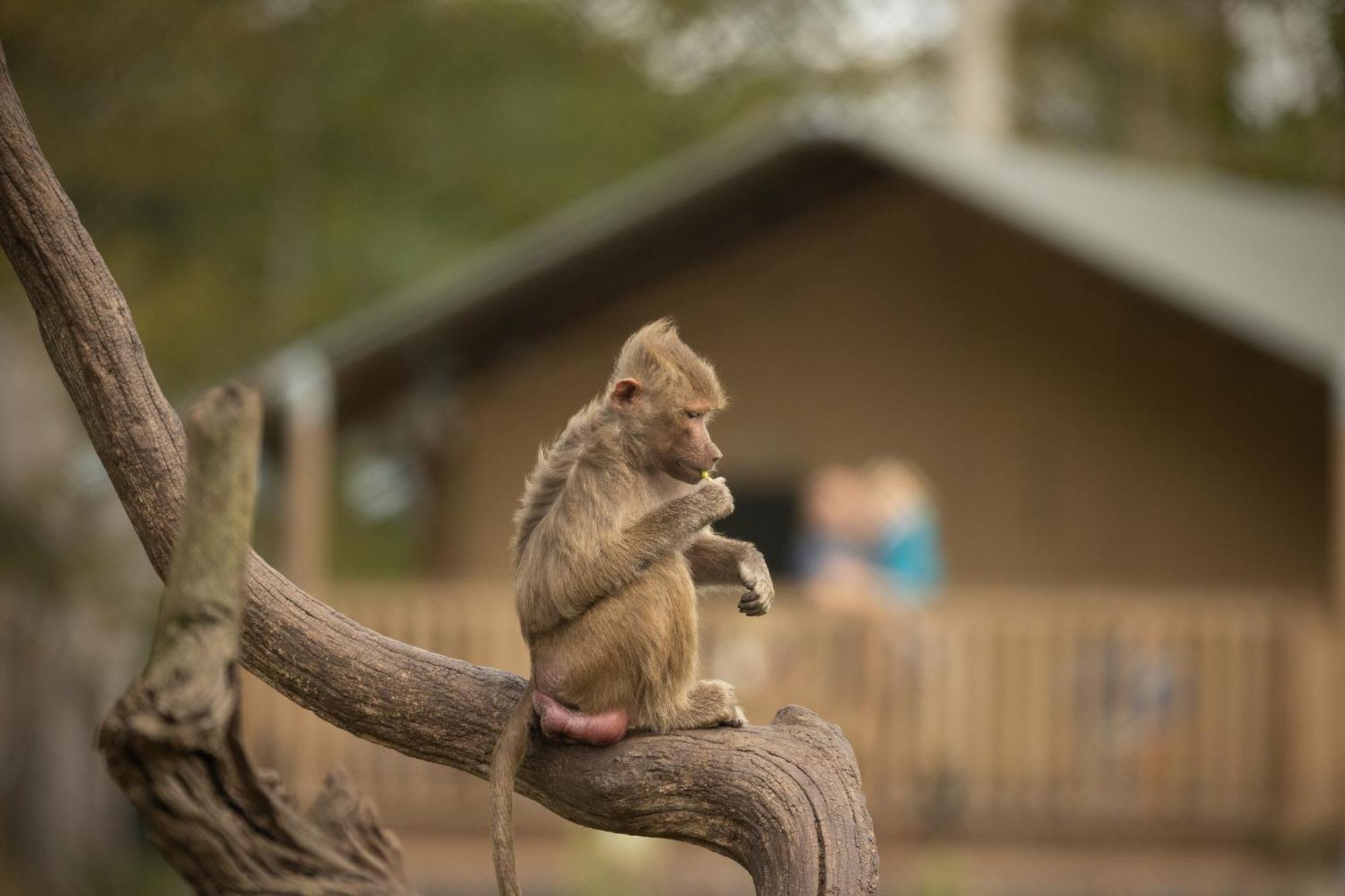 מלון מריבו Knuthenborg Safaripark מראה חיצוני תמונה