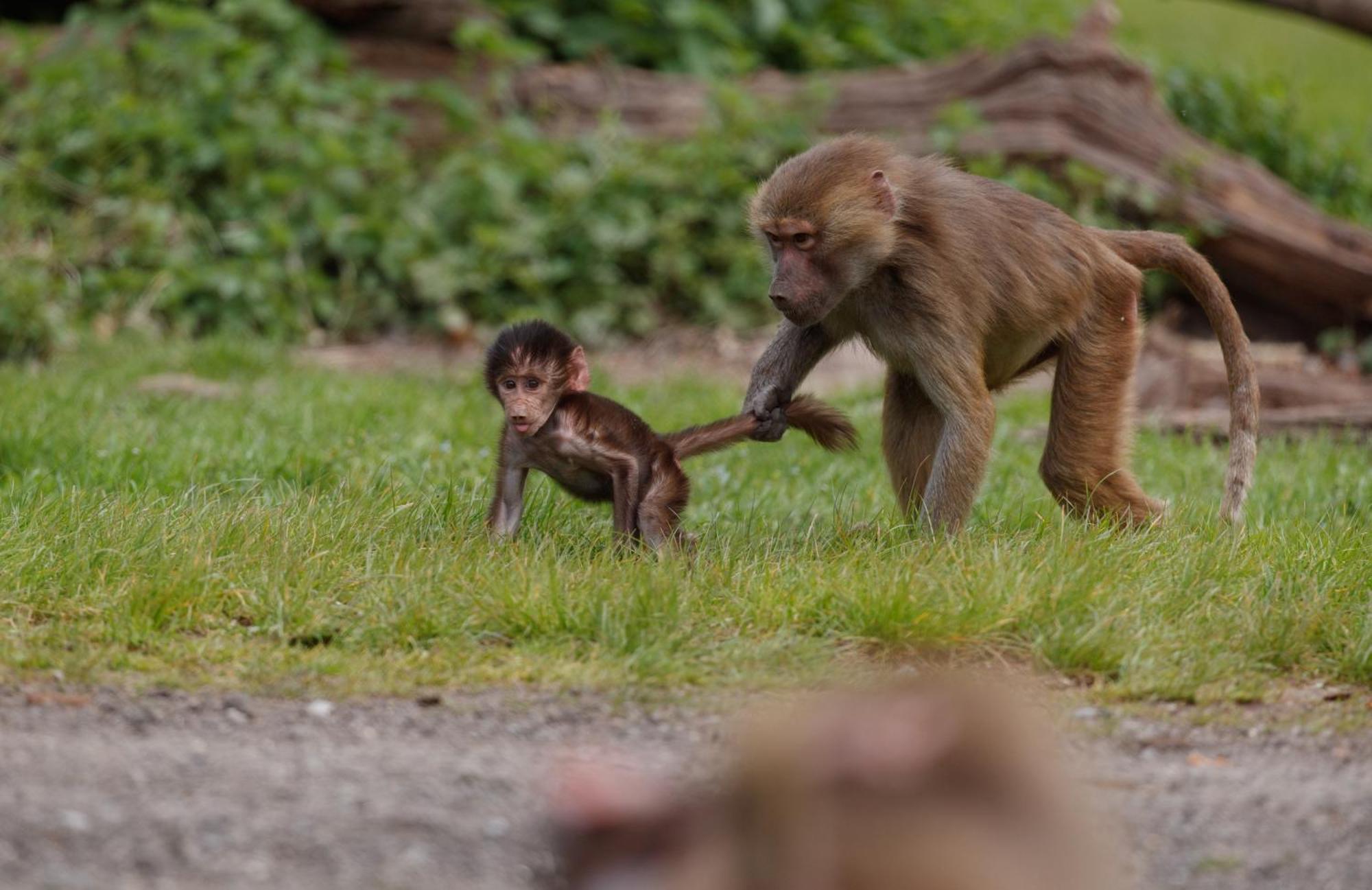 מלון מריבו Knuthenborg Safaripark מראה חיצוני תמונה