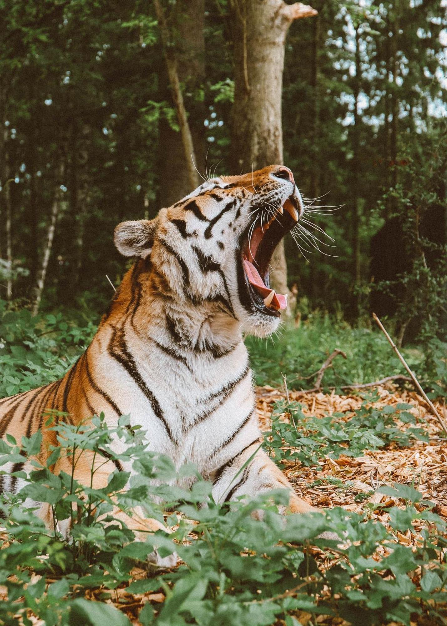 מלון מריבו Knuthenborg Safaripark מראה חיצוני תמונה
