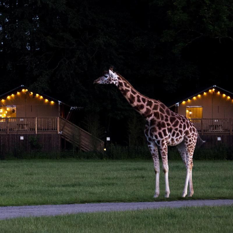 מלון מריבו Knuthenborg Safaripark מראה חיצוני תמונה